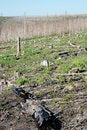 Free Burned Forests Stock Photography - 5719232