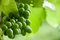 Free Wild Green Grapes Ripening On The Vine Royalty Free Stock Image - 5712166