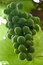 Free Wild Green Grapes Ripening On The Vine Royalty Free Stock Photography - 5712167