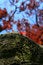 Free Red Leaflets On Trunk Of Tree Royalty Free Stock Images - 5715419