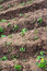 Free Small Patches On Field Royalty Free Stock Photos - 5715538