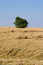 Free Tree In The Acre Of Grain Royalty Free Stock Image - 5715566