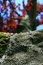 Free Trunk Of Red Tree Royalty Free Stock Photos - 5715568