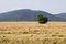 Free Tree In The Acre Of Grain Royalty Free Stock Photo - 5715765