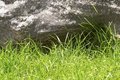 Free Green Grass And Stone Royalty Free Stock Images - 5721729