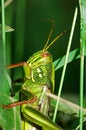 Free Fat Grasshopper Stock Photos - 5724043