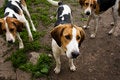 Free Rack Of Hounds Of Dogs Royalty Free Stock Photos - 5729378
