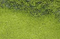 Free Green Abstraction 03 Royalty Free Stock Photos - 5729958