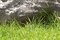 Free Green Grass And Stone Royalty Free Stock Images - 5721729