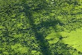 Free Green Abstraction 01 Stock Photos - 5730093