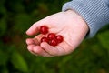 Free Handful Of Red Berries Royalty Free Stock Image - 5730326