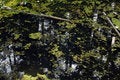 Free Water Pollution Stock Images - 5731654