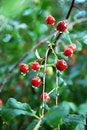 Free Cherries On Tree Stock Images - 5734014