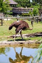 Free Ostrich Stock Images - 5738884