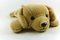 Free Basic Brown Puppy 1 Stock Image - 5738971