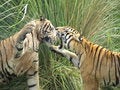 Free Tigers Fighting Royalty Free Stock Photography - 5744707