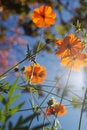 Free Zinnia And Blue Sky Royalty Free Stock Photography - 5749137