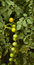 Free Cherry Tomatoes Royalty Free Stock Photos - 5740628