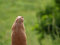 Free Prairie Dog Stock Image - 5741641