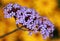 Free Purple And Yellow Flowers Royalty Free Stock Photography - 5742217