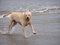 Free Labrador Dog Having Fun Royalty Free Stock Photos - 5748848
