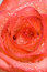 Free Close-up Of Pink Rose Stock Photography - 5749662
