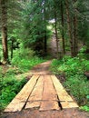 Free The Bridge In A Wood Royalty Free Stock Photography - 5753117