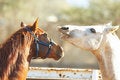 Free Brown And White Horse Playing Stock Images - 5754474