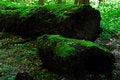 Free Mossy Oak Royalty Free Stock Photos - 5756548