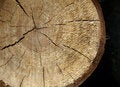 Free Log Cut Royalty Free Stock Image - 5759636