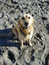 Free Fetch The Ball Dirty Dog Stock Photo - 5752080