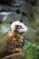 Free White-tailed Sea Eagle Stock Images - 5753464