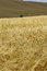 Free Ready For Harvest Stock Image - 5754311