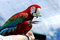 Free Red Macaw Show With Money Royalty Free Stock Photos - 5755038