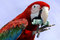 Free Red Macaw Show With Money Royalty Free Stock Image - 5755226