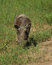 Free A Grazing Warthog Stock Photos - 5758783