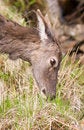Free Female Deer Stock Image - 5767171