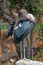 Free Marabou Stork Stock Image - 5767891