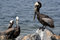 Free Pelicans In The Ocean Royalty Free Stock Image - 5775216