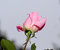 Free Pink Rose Stock Image - 5779731