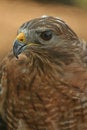 Free Hawk Royalty Free Stock Photos - 5780968
