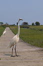 Free Great Egret (ardea Alba) Stock Photos - 5781223