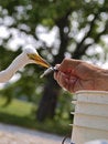 Free Great Egret (ardea Alba) Royalty Free Stock Photography - 5781487