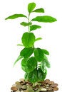 Free The Monetary Tree, Is Isolated On A White Backgrou Royalty Free Stock Photos - 5786738