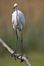 Free Great Egret (ardea Alba) Royalty Free Stock Image - 5787466