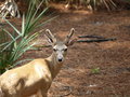 Free Key Dear Buck Stock Photo - 5787670