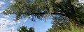 Free Branch Of A Tree Stock Images - 5787844