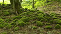 Free Stone-Pit With Moss Stock Photography - 5789352