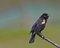 Free Red Winged Blackbird (Agelaius Phoeniceus) Stock Photography - 5783802