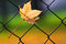 Free Maple Leaf Royalty Free Stock Photo - 5788785